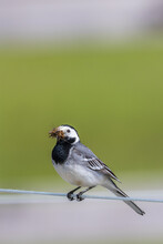 Closeup Of A White Wagtail With New Catching The Mosquitoes In Its Beak