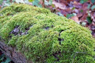 Wall Mural - green moss on tree trunk