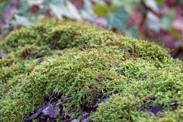 Wall Mural - green moss on tree trunk