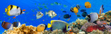 Fototapeta Do akwarium - Tropical Fish and Coral Reef - panorama