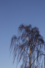 Vertical Shot Of A Bare Tree Under A Clear Blue Sky
