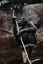 Ape Sitting On A Trunk