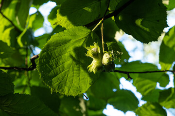 Green ripe hazelnuts on a branch of a wild bush.