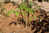 Fototapeta  - Young Plant Tomato In Sunny Garden Outdoor In Summer.
