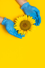 Fotomurales - Beautiful fresh sunflower in male hands in disposable medical blue gloves on yellow background Flat lay. Concept of the safety of agricultural products, plants, crops, flowers from insects and pests