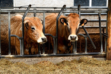 Canvas Print - Two cows in a farm looking at the photographer