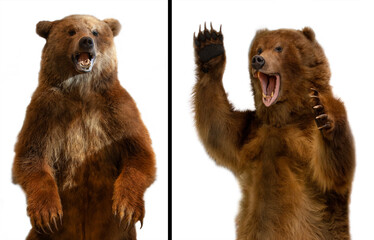 the close up taxidermy of a kamchatka brown bear on white background