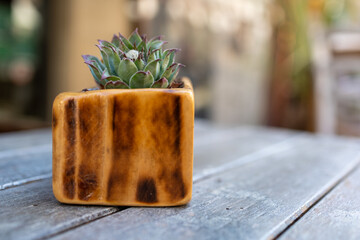 Close up shot of a little succulent plant used as decoration in an outdoor table of a bar and bistro restaurant in a touristic alley in Sant'Arcangelo di Romagna, italy.