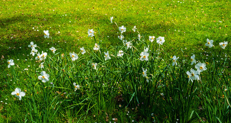 Wall Mural - Field of white Daffodils (Narcissus)
