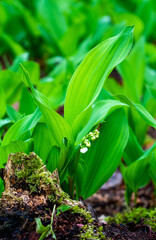 Wall Mural - Close up of lily of the valley (Convallaria majalis)
