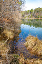 Lake Shore Lined With Trees And Grasses In Station Cove Falls Preserve.