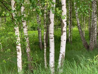 Birch grove on a summer day.