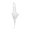 Lavender flower in continuous one line drawing. Modern line art. Vector illustration.