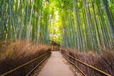 Fototapeta Dziecięca - bamboo forest, Kyoto Japan 