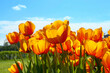 Bright orange flowers of tulips blooming in a garden on a sunny spring day with natural lit by sunlight. Beautiful fresh nature floral pattern.