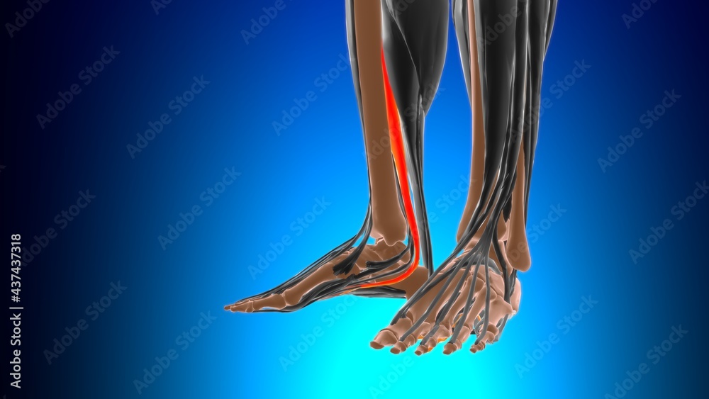 Flexor digitorum longus Muscle Anatomy For Medical Concept 3D の Stock ...