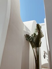 Wall Mural - Tropical palm tree with lush green leaves near beige house, resort building in front of blue sky background. Travel, summer vacation concept