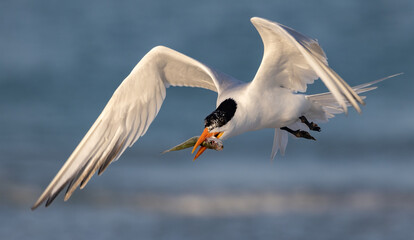 Wall Mural - A royal tern fishing on the beach in Florida 