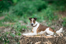 Smooth Fox Terrier Lies On A Stump In The Park
