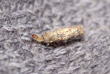 Larva Of Tinea Pelionella Moth Dragging Her Snug Case On A Fabric Cloth. High Quality Photo