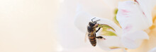 Bee Sitting On White Flower Web Banner