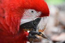 Red And Green Macaw Eating Seeds Outdoors