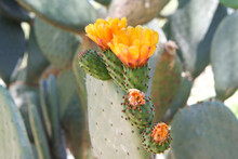 Profile View Of  Prickly Pear Cacti Fruit With Vibrant Orange Flowers Blooming. Green Prickly Pear Fruit Under The Flowers.