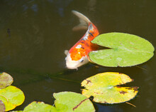 Koi Ora Also Known As Nishikigoi, A Colored Varieties Of Amur Carp Swimming In Outdoor Koi Pond Through Water Lilly Pads With Dark Murky Water.