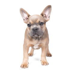 Wall Mural - Studio shot of an adorable French bulldog puppy standing on isolated white background looking at the camera with copy space