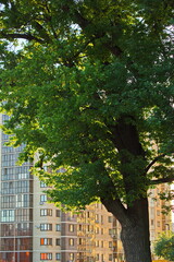 Wall Mural - A centenary oak tree in the courtyard of a new Moscow building at sunset.