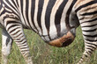 Steppenzebra / Burchell's zebra / Equus burchellii..