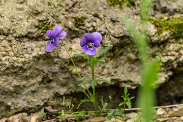 A wild viola growing between rocks