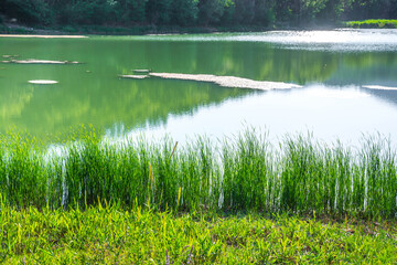 Canvas Print - Forest Lake