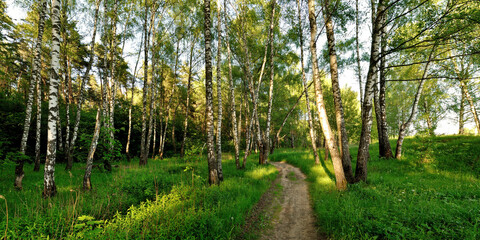 Canvas Print - A summer walk through the forest, a beautiful panorama.