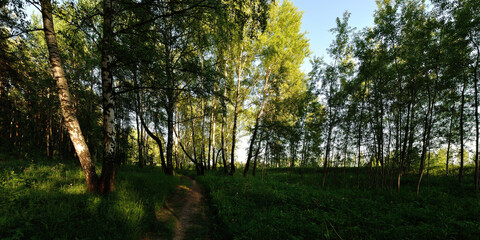 Canvas Print - A summer walk through the forest, a beautiful panorama.