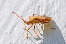 an orange-brown leather bug crawls on a white wooden wall