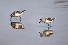 Semi Palmated Sandpipers Feeding, Eating, Hunting For Food, Wading At Beach And Sometimes Fighting Nastily For  Feeding Spots. Feeding On An Overcast And Misty Day In Summer At The Lake