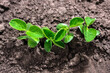 First goodness leaves of soybean growing from the ground