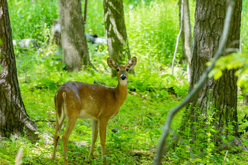 Fototapete - The White-tailed deer , hind on the forest