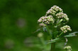 Close up of a valerian plant (Valeriana officinalis), the bud of which is just beginning to sprout, against a green background