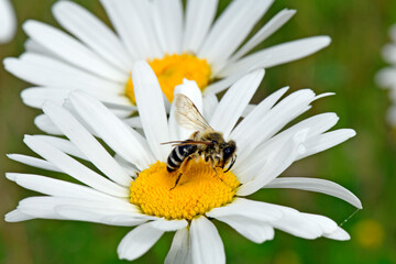 Poster - Yellow Legged Mining Bee // Gemeine Sandbiene, Gewöhnliche Bindensandbiene (Andrena flavipes)