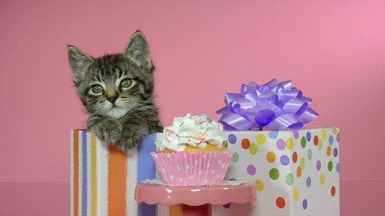 Wall Mural - HD video of a grey striped tabby kitten sitting in a colorful box next to a polka dot present with purple bow. Vanilla cupcake on a pink pedestal. Kitten looking around and at viewer. Pink background
