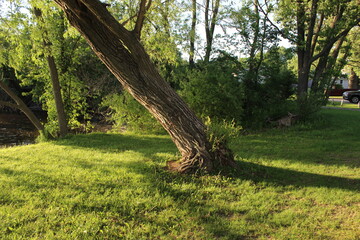 Wall Mural - trees in the park