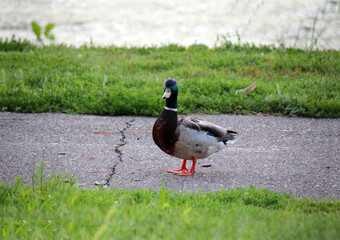 Wall Mural - duck on the sidewalk