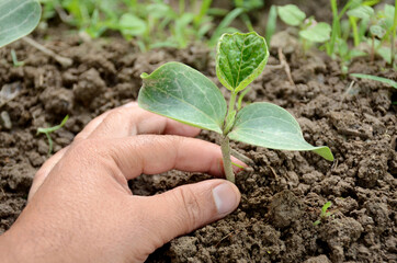 closeup the round gourd plant soil heap with hand over out of focus brown background.