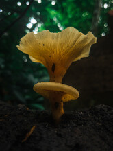 Mushroom Soaking Wet On A Rainy Morning Kerala India