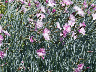 Canvas Print - Oeillets Mignardise d’Écosse ou Dianthus plumarius à fleurs simples roses, clair au centre, pétales légèrement frangées sur les bords dans un coussin de tiges boutonnées, feuillage vert et gris 