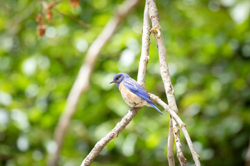 Wall Mural - bluebird on the branches