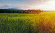 © Space Creator - High grass with trees and hill Klet at sunset. South Czech republic landscape