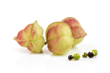 Balloon vine or cardiospermum halicacabum branch fruits and seeds isolated on white background.